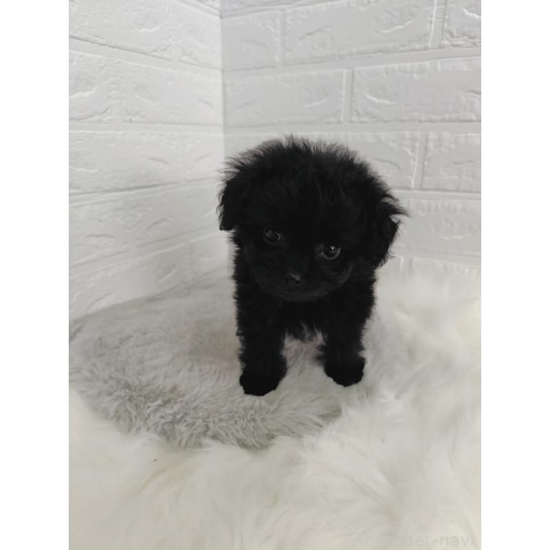 販売中の岡山県のチワプー:チワワ×トイプードル-424752の9枚目