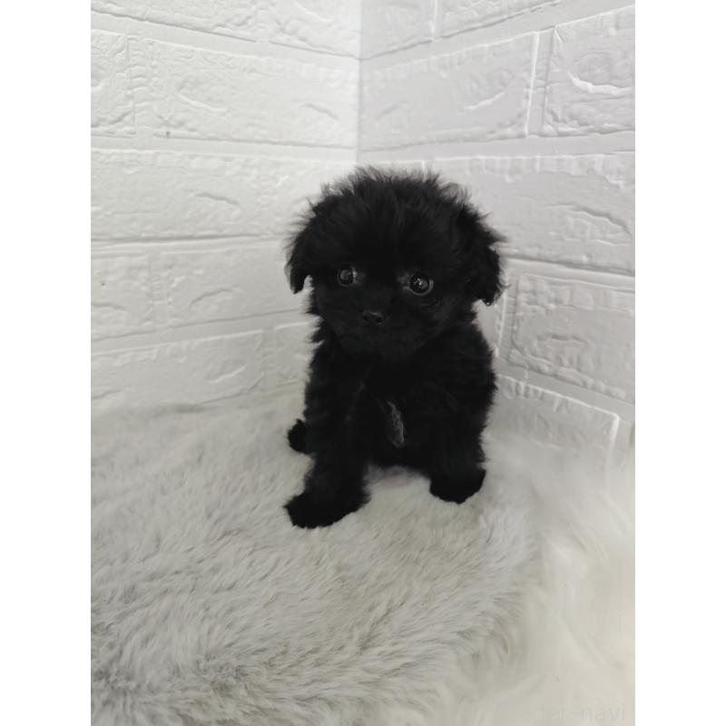 販売中の岡山県のチワプー:チワワ×トイプードル-424752の8枚目