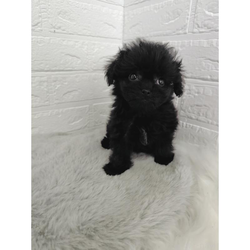 販売中の岡山県のチワプー:チワワ×トイプードル-424752の7枚目