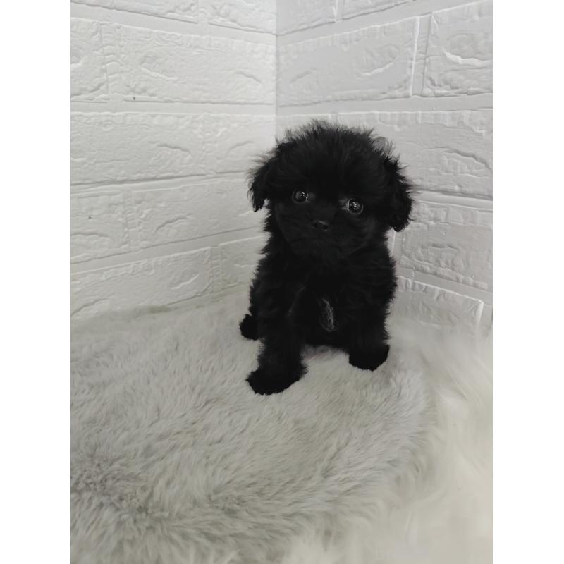 販売中の岡山県のチワプー:チワワ×トイプードル-424752の6枚目