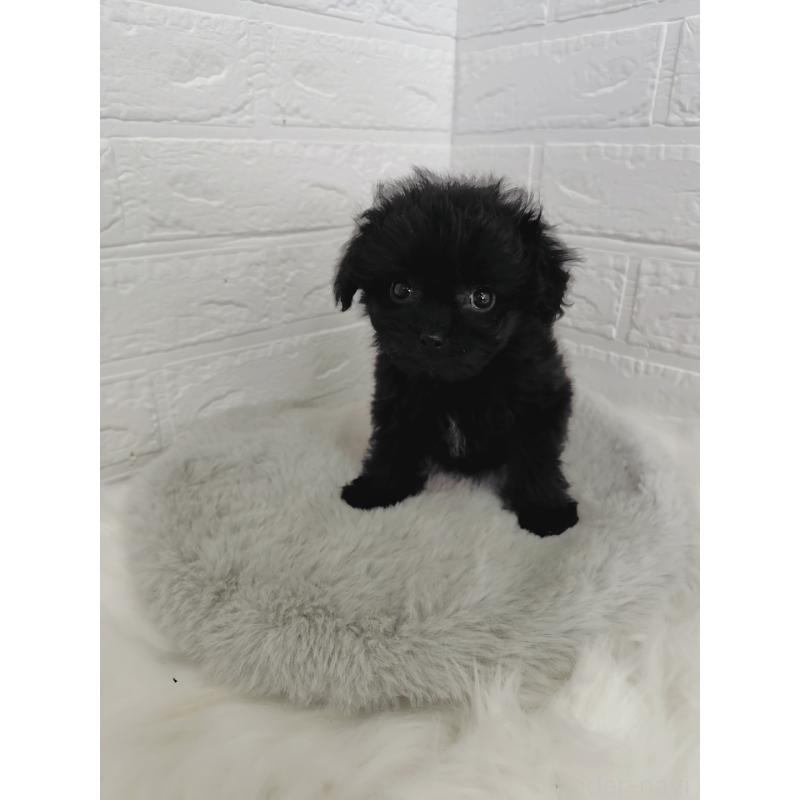 販売中の岡山県のチワプー:チワワ×トイプードル-424752の5枚目