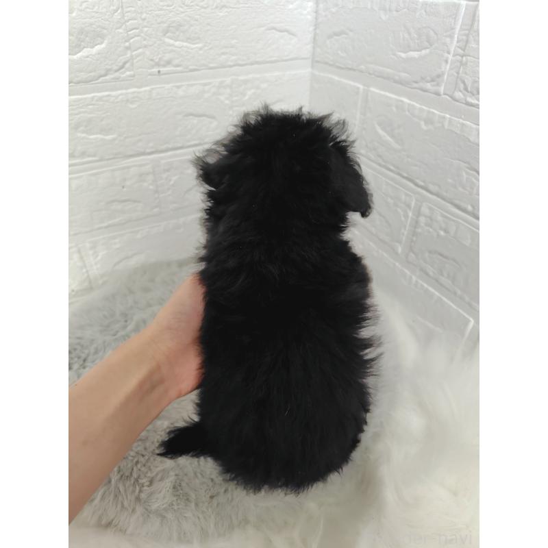 販売中の岡山県のチワプー:チワワ×トイプードル-424752の3枚目