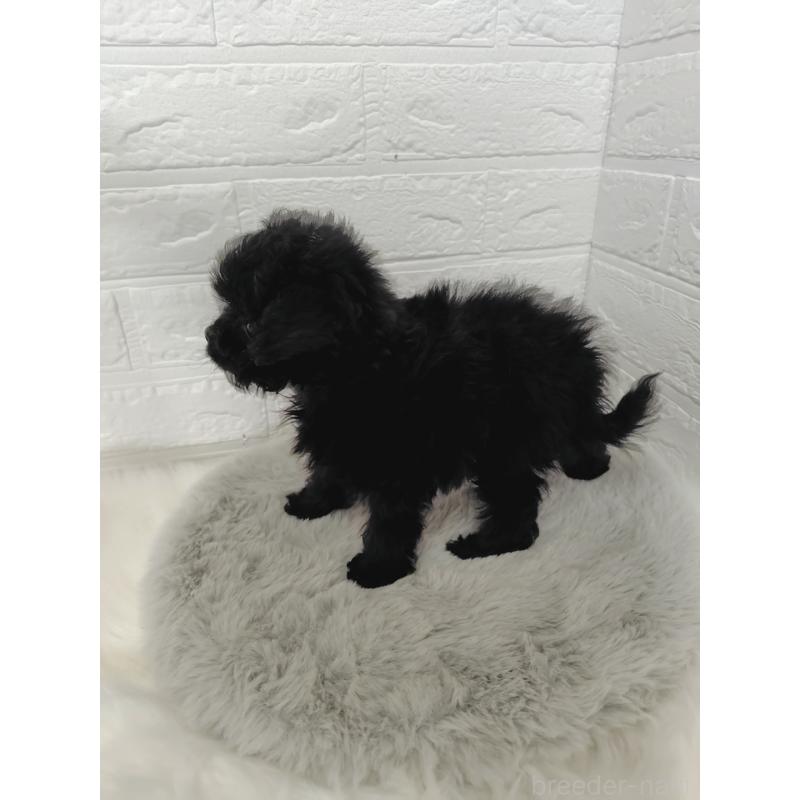 販売中の岡山県のチワプー:チワワ×トイプードル-424752の2枚目