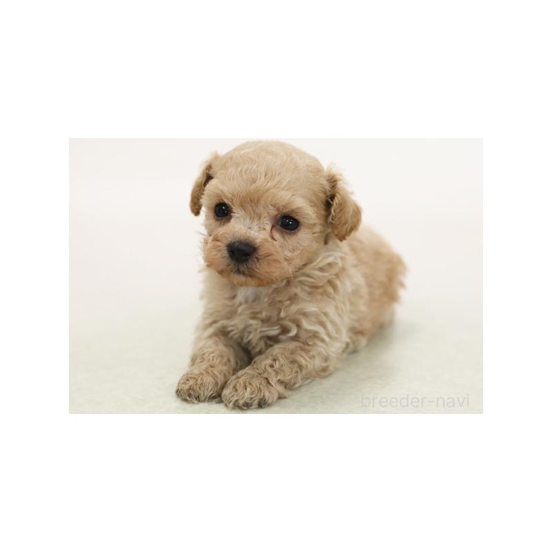 販売中の神奈川県のトイプードル-420314