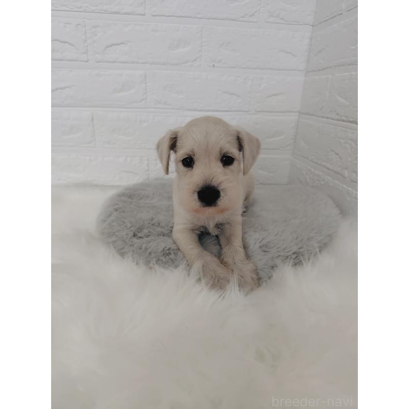 販売中の岡山県のミニチュアシュナウザー-424753の14枚目