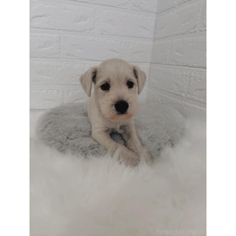 販売中の岡山県のミニチュアシュナウザー-424753の13枚目