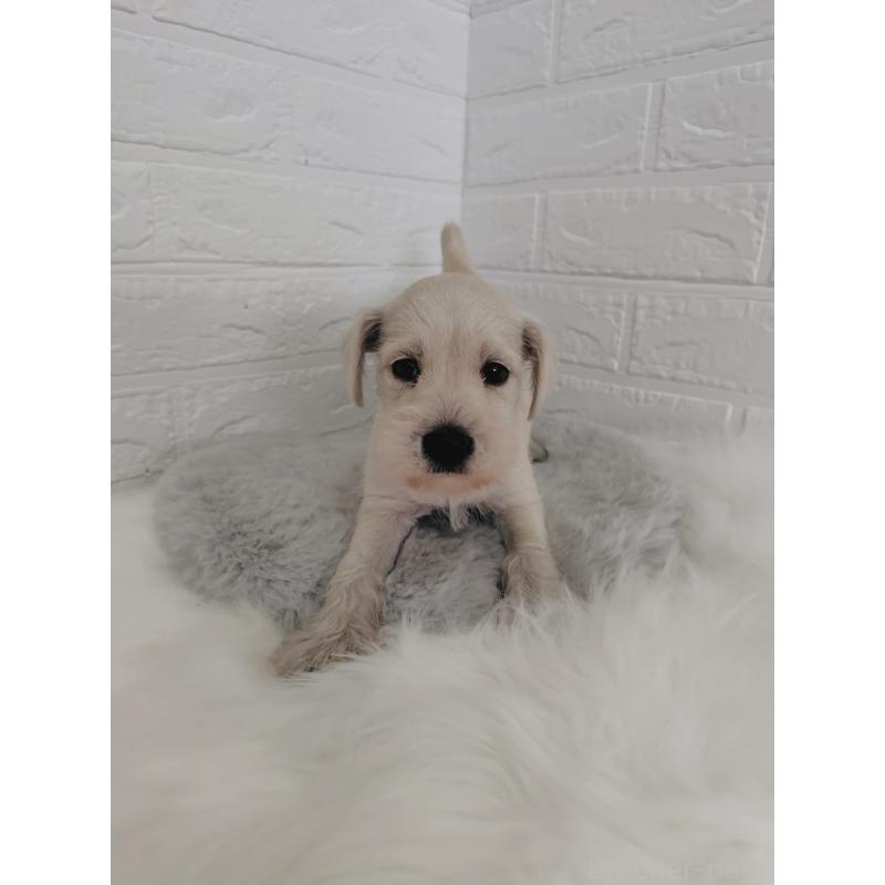 販売中の岡山県のミニチュアシュナウザー-424753の12枚目