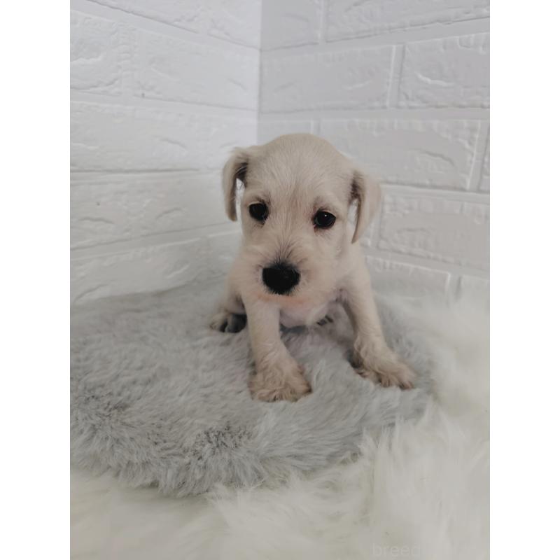 販売中の岡山県のミニチュアシュナウザー-424753の11枚目