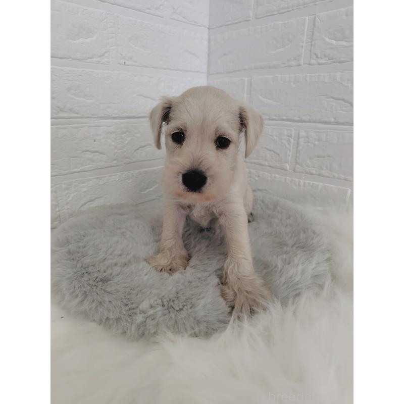 販売中の岡山県のミニチュアシュナウザー-424753の9枚目