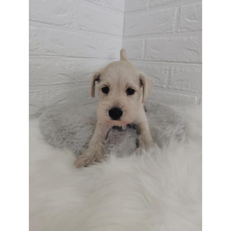 販売中の岡山県のミニチュアシュナウザー-424753の8枚目