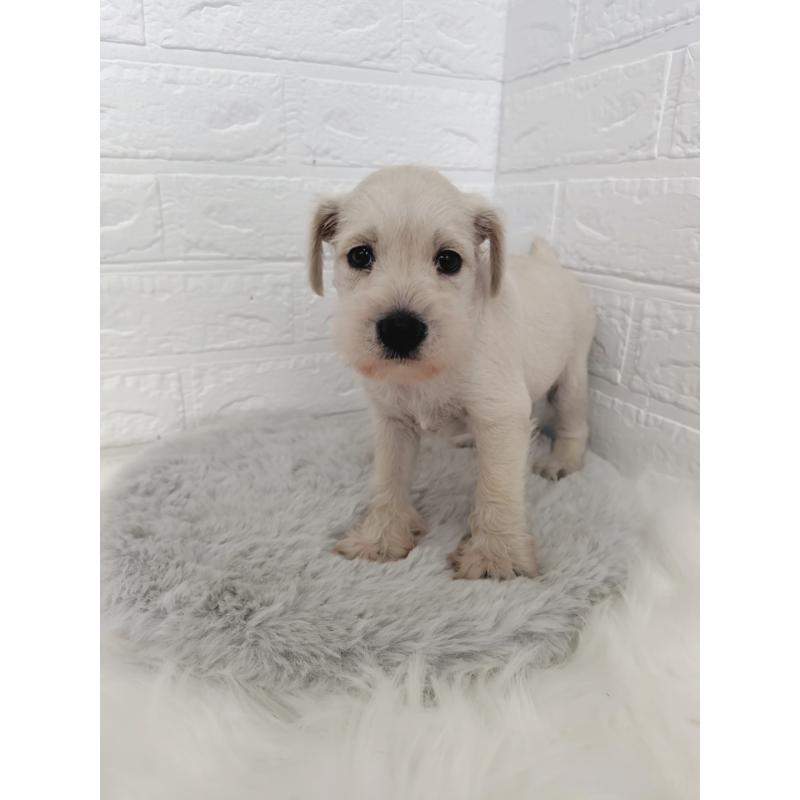 販売中の岡山県のミニチュアシュナウザー-424753の7枚目