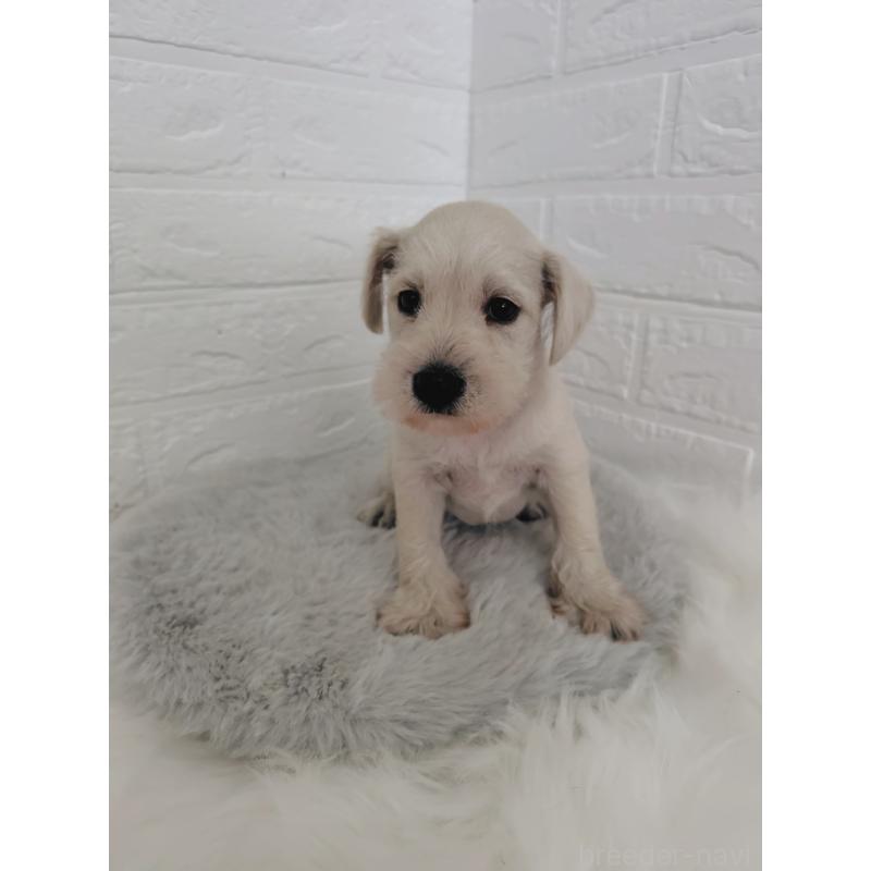 販売中の岡山県のミニチュアシュナウザー-424753の6枚目