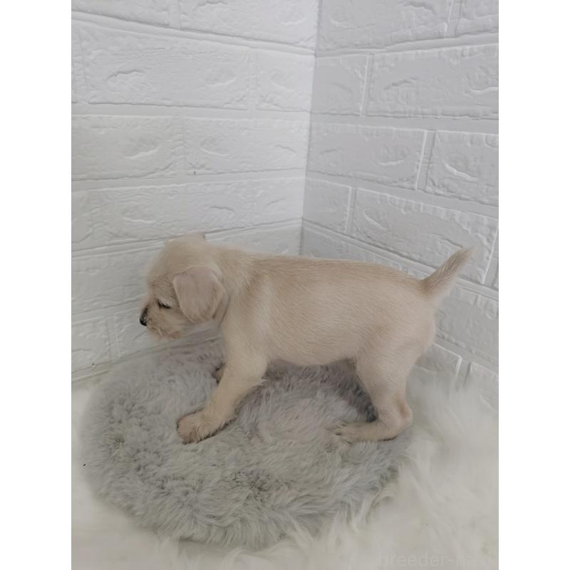 販売中の岡山県のミニチュアシュナウザー-424753の5枚目