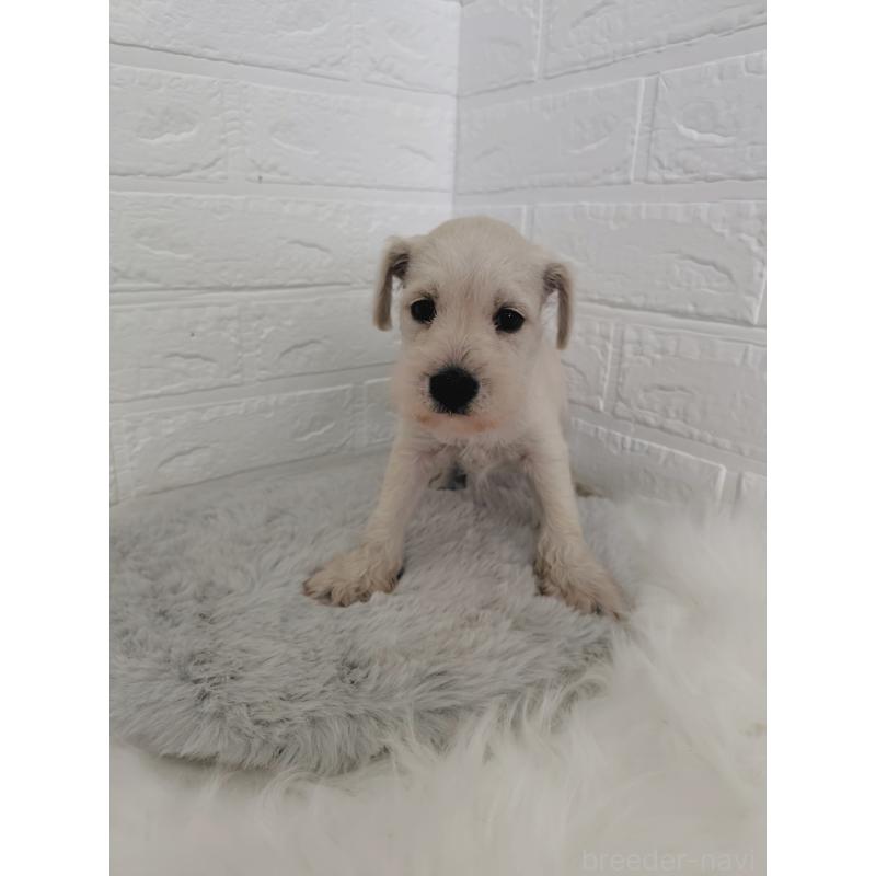 販売中の岡山県のミニチュアシュナウザー-424753の4枚目