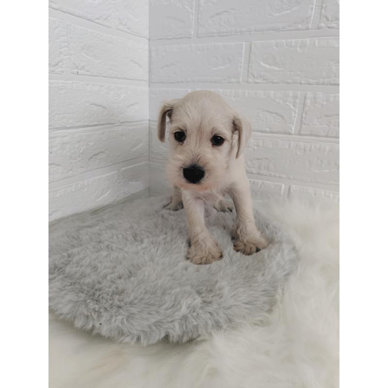 販売中の岡山県のミニチュアシュナウザー-424753の3枚目