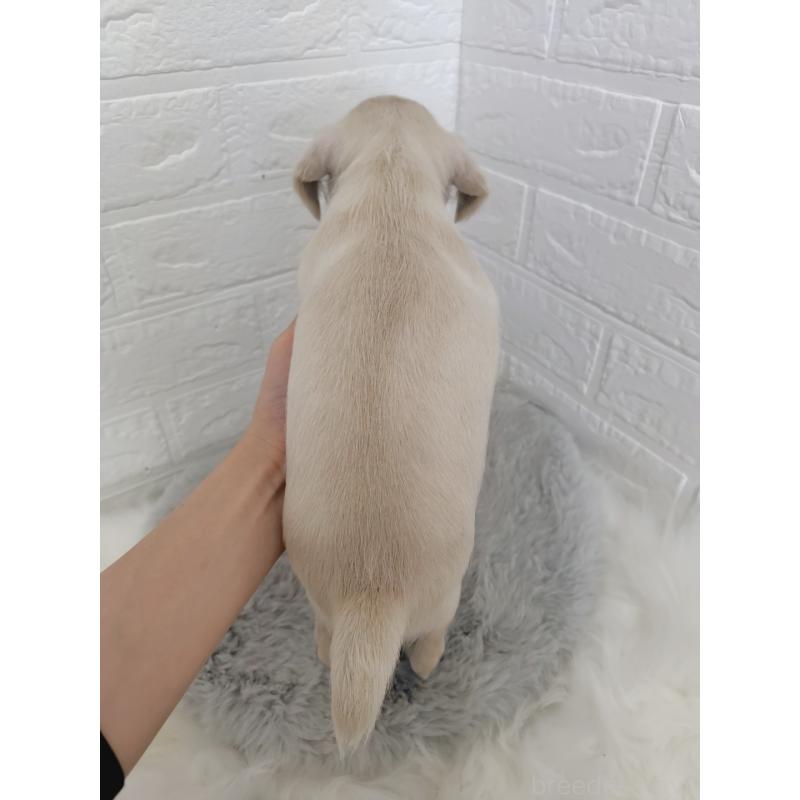 販売中の岡山県のミニチュアシュナウザー-424753の2枚目