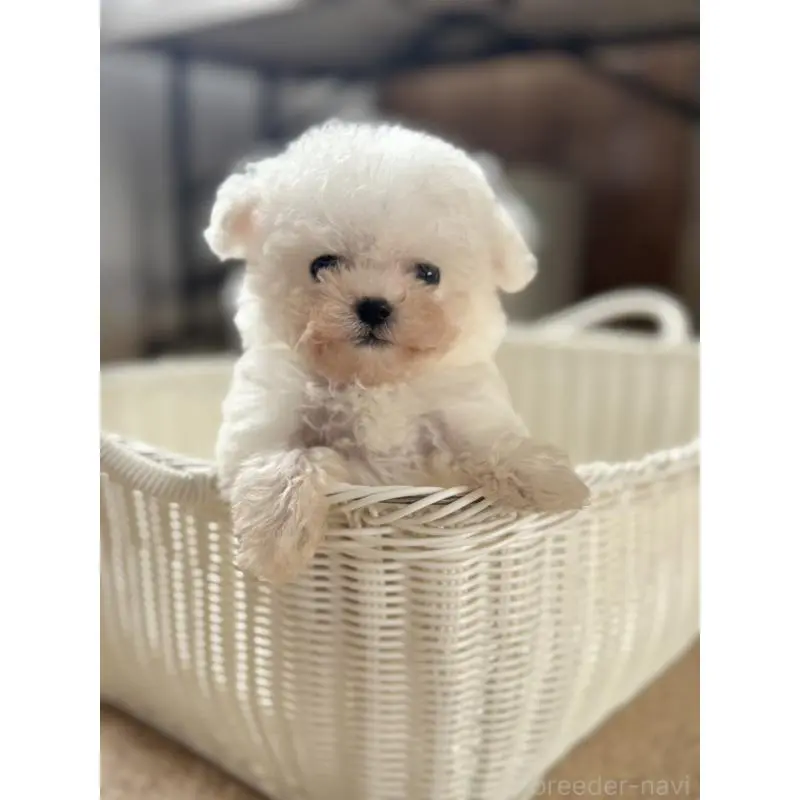 販売中の栃木県のビションフリーゼ-424755の1枚目