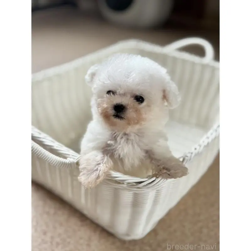 販売中の栃木県のビションフリーゼ-424755の4枚目