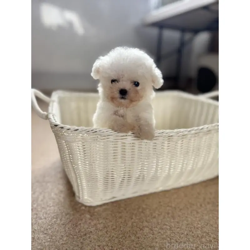 販売中の栃木県のビションフリーゼ-424755の3枚目