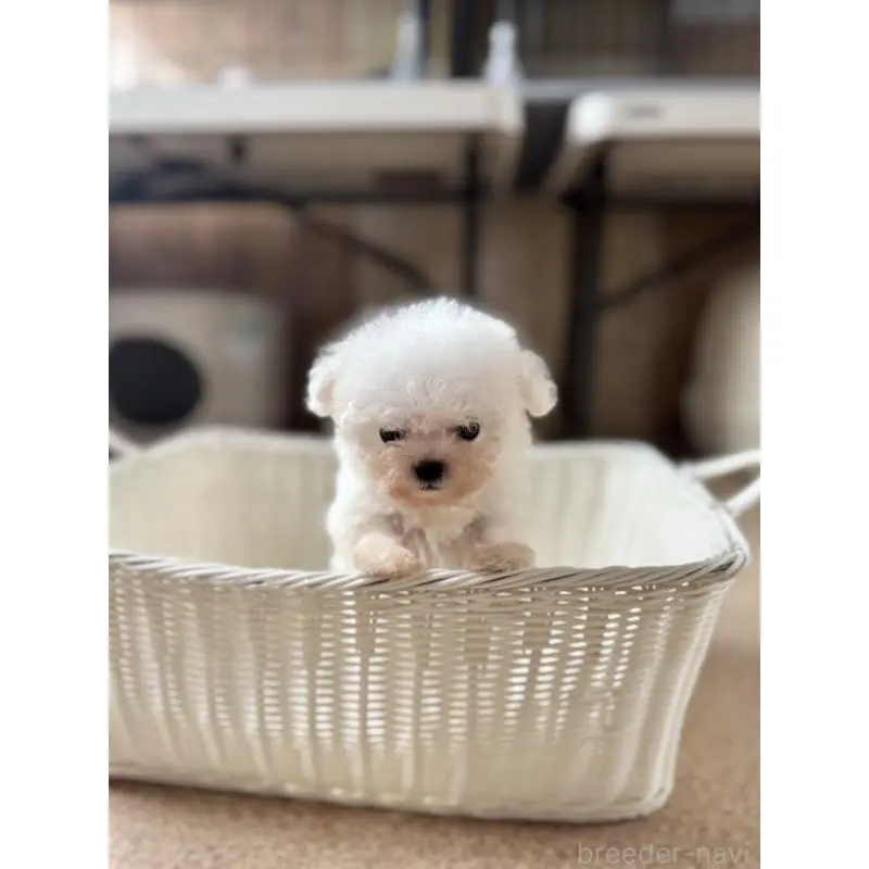 販売中の栃木県のビションフリーゼ-424755の2枚目