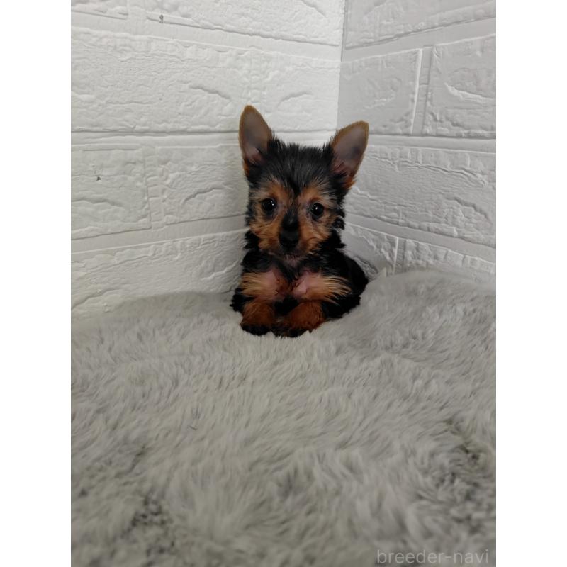 販売中の岡山県のヨークシャーテリア-424754の5枚目