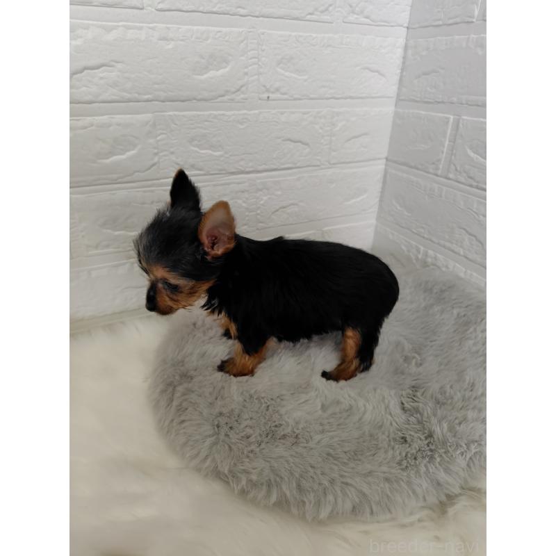 販売中の岡山県のヨークシャーテリア-424754の4枚目