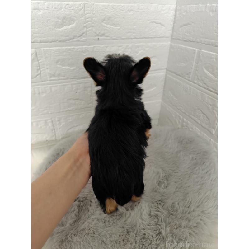 販売中の岡山県のヨークシャーテリア-424754の3枚目