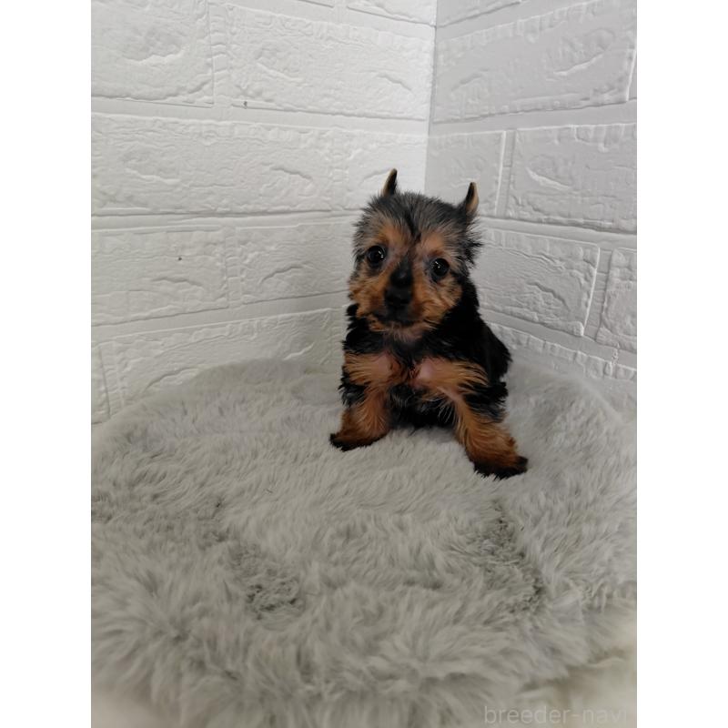 販売中の岡山県のヨークシャーテリア-424754の2枚目