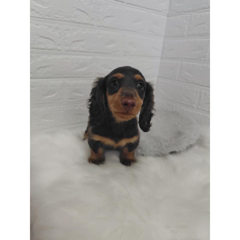 販売中の岡山県のミニチュアダックスフンド(ロングヘアード)-424757の10枚目