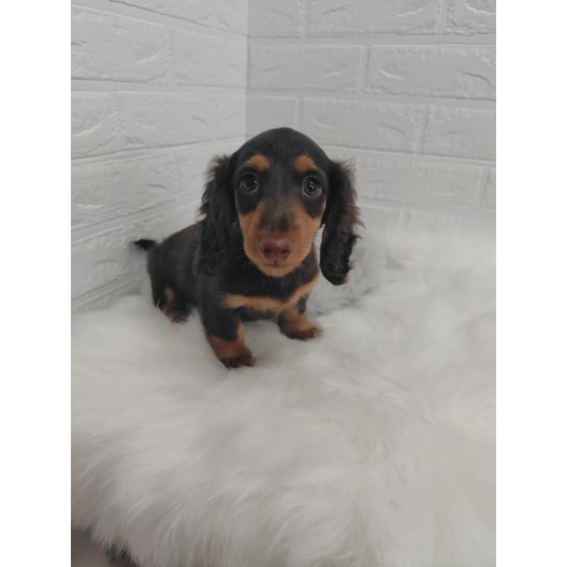 販売中の岡山県のミニチュアダックスフンド(ロングヘアード)-424757の9枚目