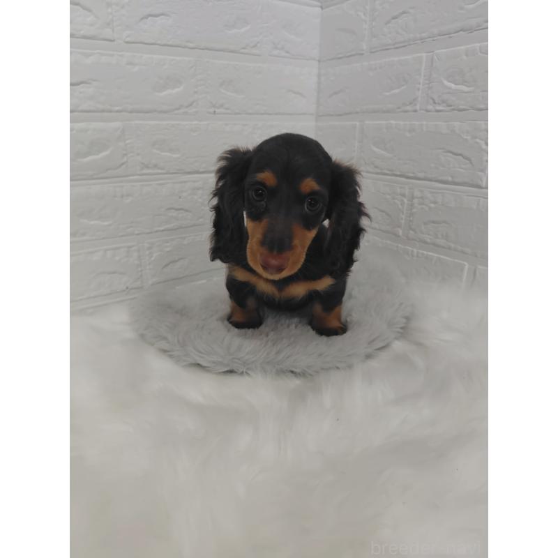 販売中の岡山県のミニチュアダックスフンド(ロングヘアード)-424757の8枚目