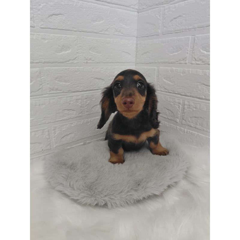 販売中の岡山県のミニチュアダックスフンド(ロングヘアード)-424757の6枚目