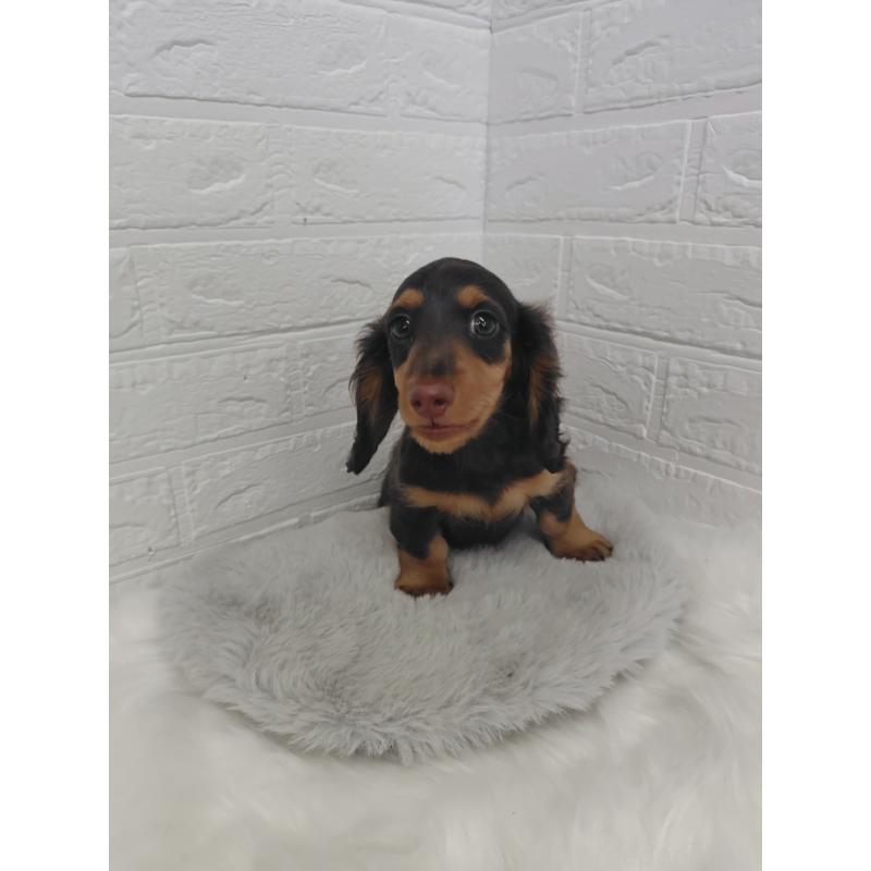 販売中の岡山県のミニチュアダックスフンド(ロングヘアード)-424757の7枚目