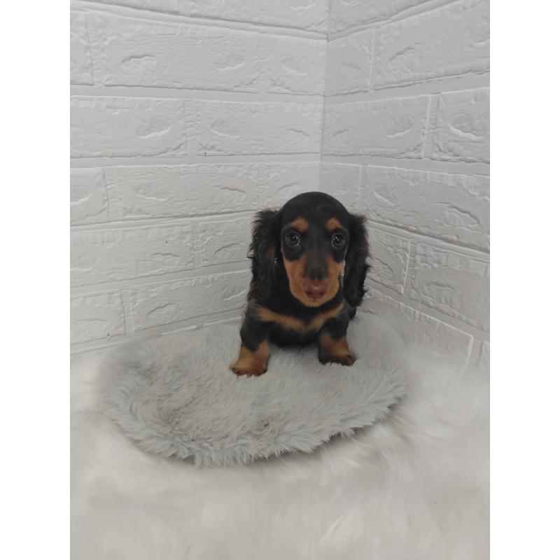 販売中の岡山県のミニチュアダックスフンド(ロングヘアード)-424757の5枚目