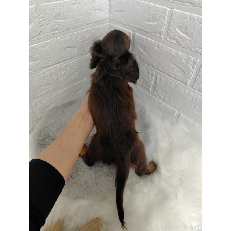 販売中の岡山県のミニチュアダックスフンド(ロングヘアード)-424757の4枚目