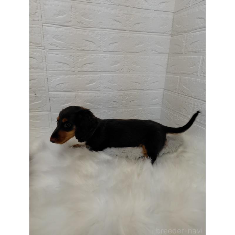 販売中の岡山県のミニチュアダックスフンド(ロングヘアード)-424757の3枚目