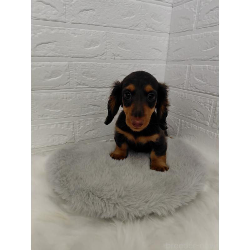 販売中の岡山県のミニチュアダックスフンド(ロングヘアード)-424757の2枚目