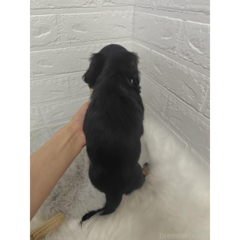 販売中の岡山県のミニチュアダックスフンド(ロングヘアード)-424758の14枚目