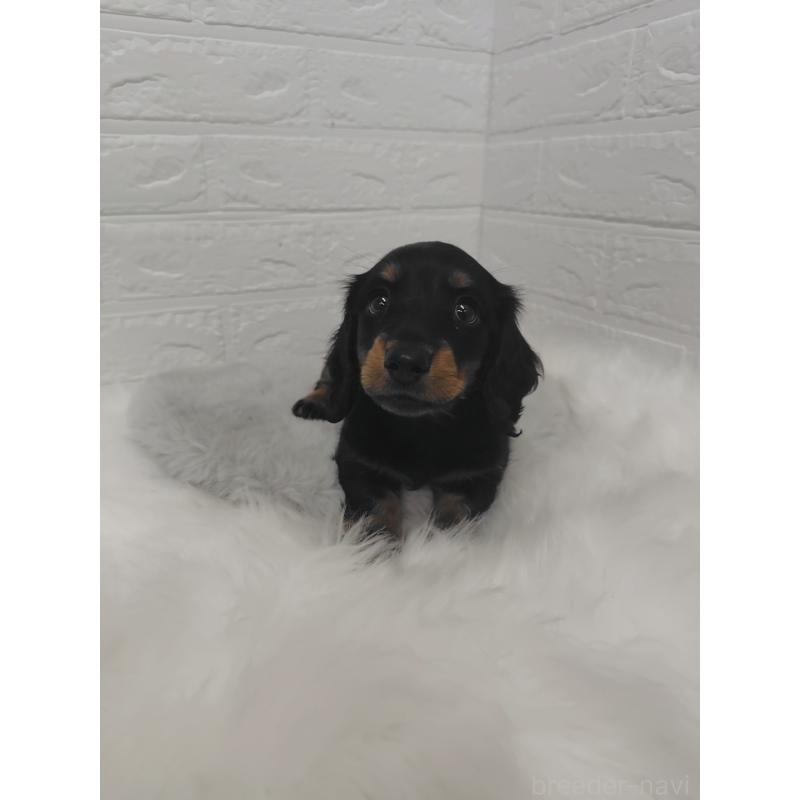 販売中の岡山県のミニチュアダックスフンド(ロングヘアード)-424758の13枚目