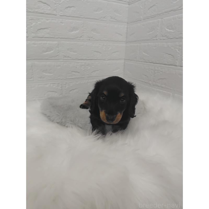 販売中の岡山県のミニチュアダックスフンド(ロングヘアード)-424758の12枚目