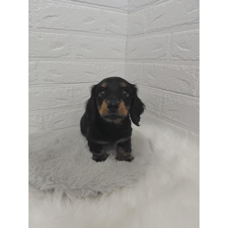 販売中の岡山県のミニチュアダックスフンド(ロングヘアード)-424758の11枚目