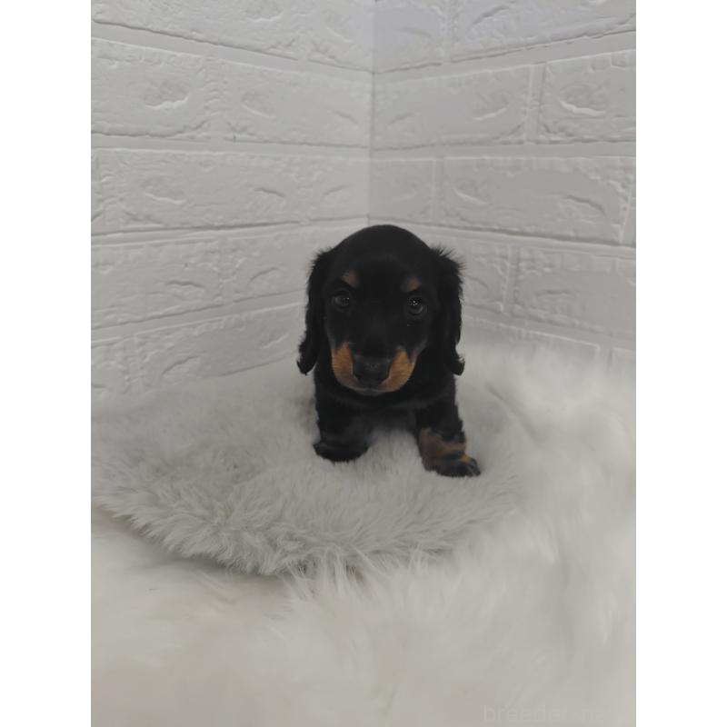 販売中の岡山県のミニチュアダックスフンド(ロングヘアード)-424758の10枚目