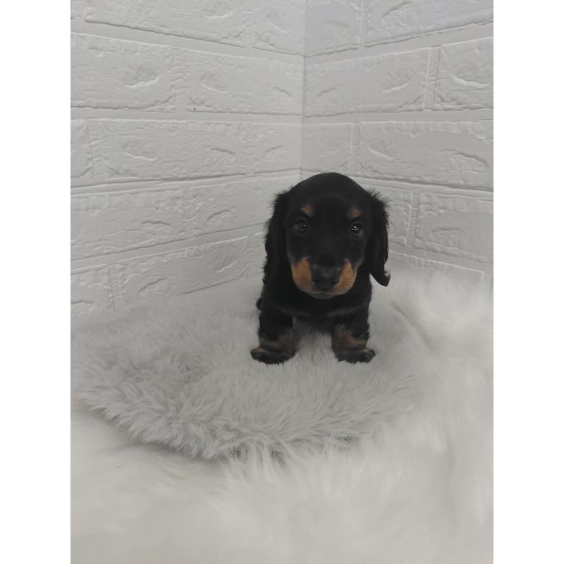 販売中の岡山県のミニチュアダックスフンド(ロングヘアード)-424758の9枚目