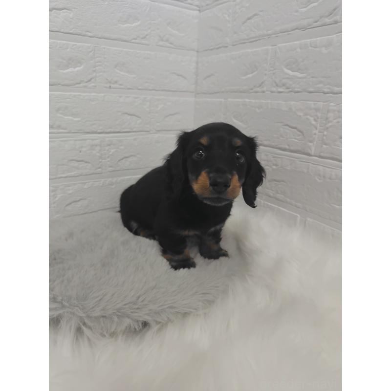 販売中の岡山県のミニチュアダックスフンド(ロングヘアード)-424758の8枚目