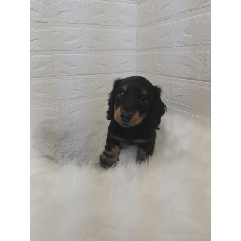 販売中の岡山県のミニチュアダックスフンド(ロングヘアード)-424758の7枚目