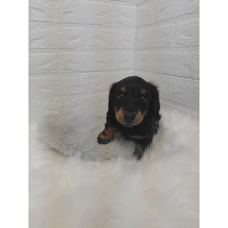 販売中の岡山県のミニチュアダックスフンド(ロングヘアード)-424758の6枚目