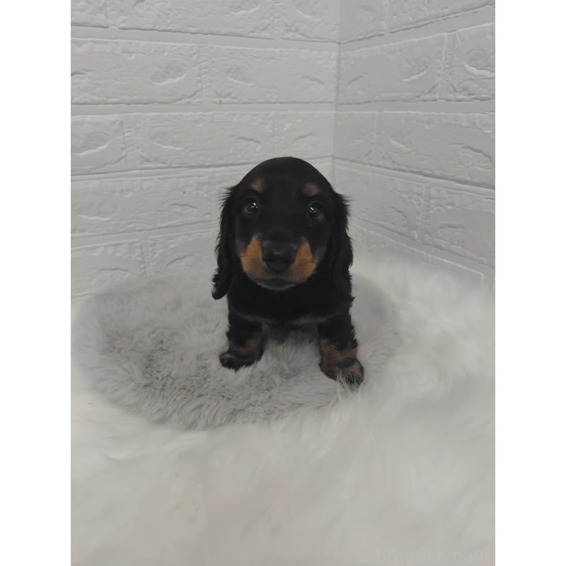 販売中の岡山県のミニチュアダックスフンド(ロングヘアード)-424758の5枚目