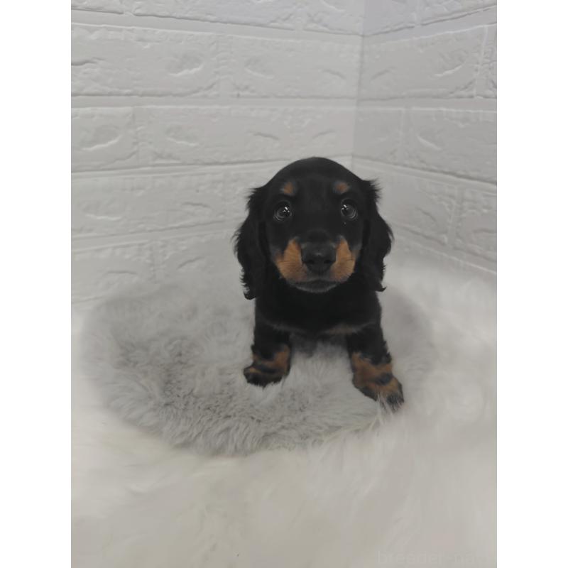 販売中の岡山県のミニチュアダックスフンド(ロングヘアード)-424758の4枚目