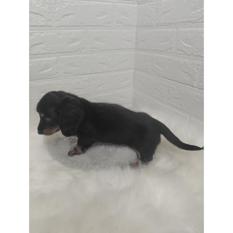 販売中の岡山県のミニチュアダックスフンド(ロングヘアード)-424758の3枚目