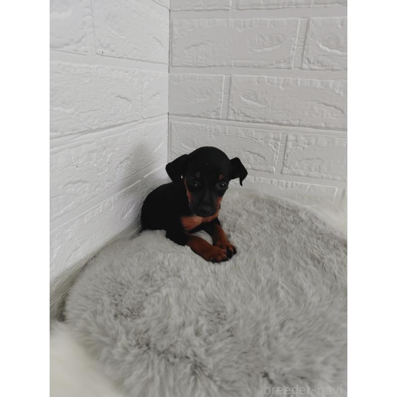 販売中の岡山県のミニチュアピンシャー(ミニピン)-424759の12枚目